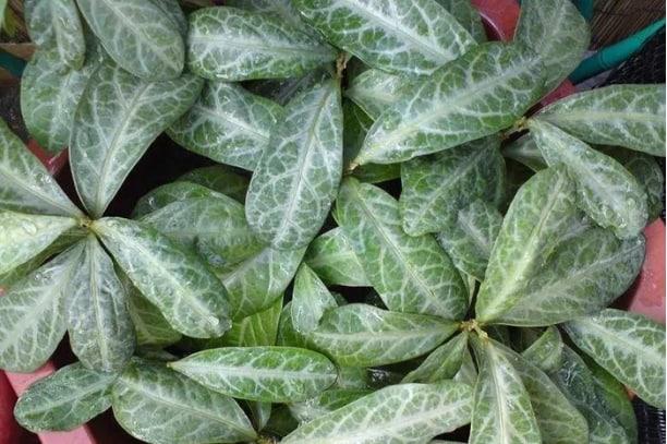 龍脷葉的營養價值及功效與作用