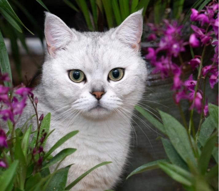 家養寵物英短藍貓的注意事項