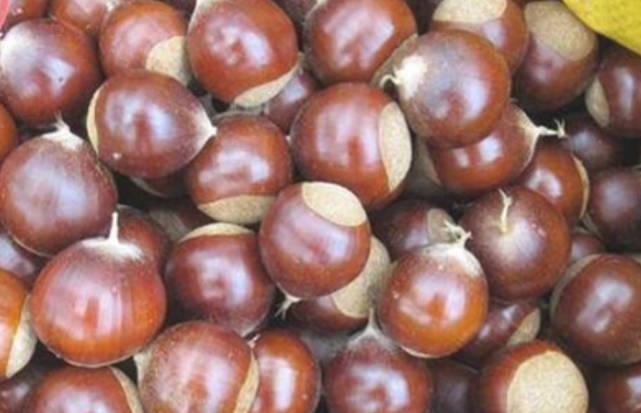 如何區別錐栗與板栗