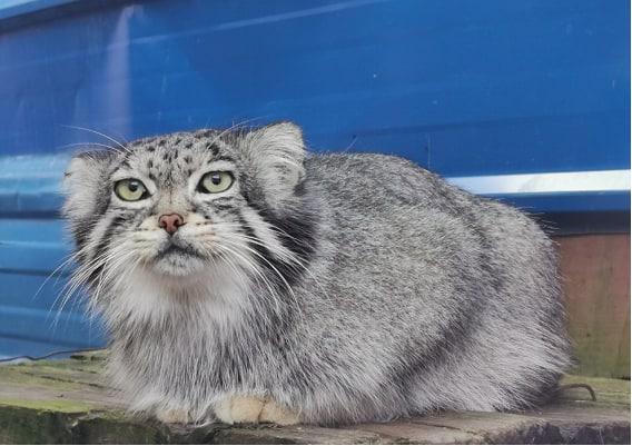 網紅兔猻“猻思邈”意外死亡