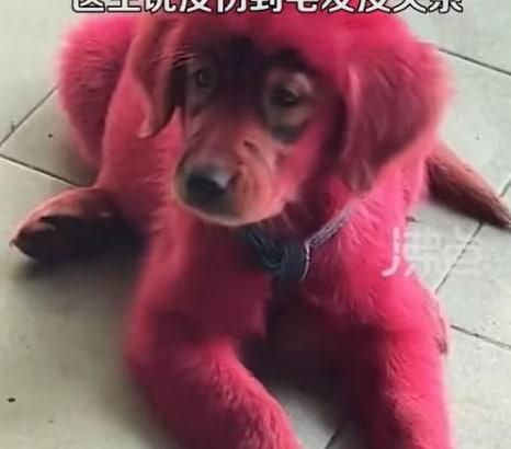 金毛咬破染發膏后被主人染成紅毛