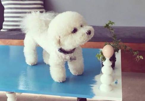 比熊吃什么好？如何喂養比熊？