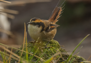 UNT教授與國(guó)際合作者在智利發(fā)現(xiàn)了新的鳥類