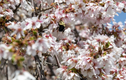 AASHE認可大學在許多關鍵領域的環境成就