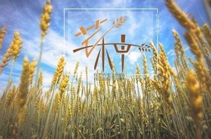 芒種是什么意思？芒種要注意什么