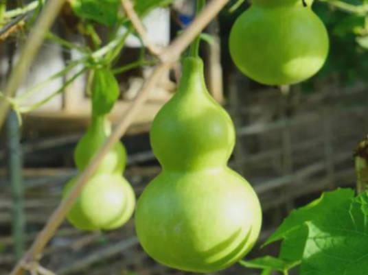 痛風是應該多走路還是少走路？