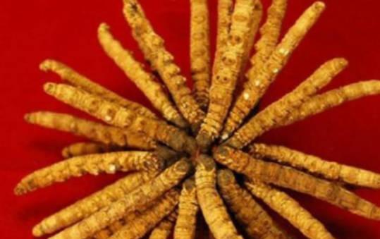 冬蟲夏草怎么辨別？