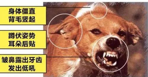 被哪些動物咬了需要接種狂犬疫苗？