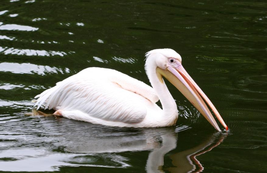 男孩逛景區遇現實版“鵜鶘灌頂”（孩子有點懵）