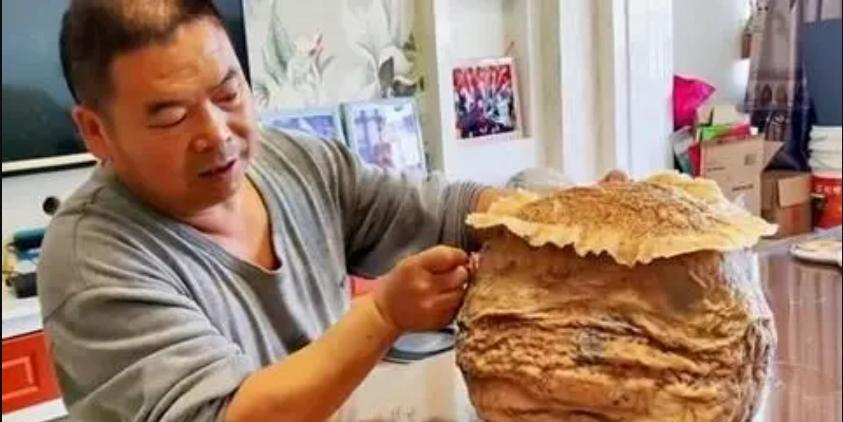 男子撿黑太歲養4年增重14斤8兩（非常稀有）