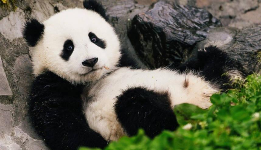 大熊貓被小鳥薅毛毫無反應繼續淡定干飯