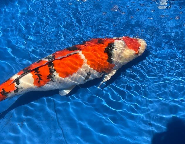 網友狂喜！巨無霸錦鯉產下30萬顆卵，愿望如雨傾瀉！