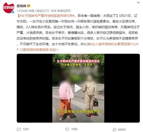 女子因掉毛嚴重將寵物貓遺棄綠化帶 引發網友關注養寵門檻問題