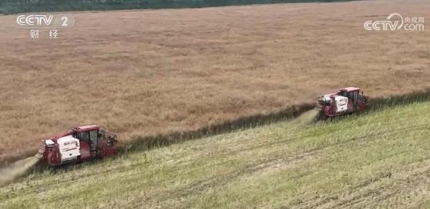 全國油菜豐收，四川和江西表現亮眼