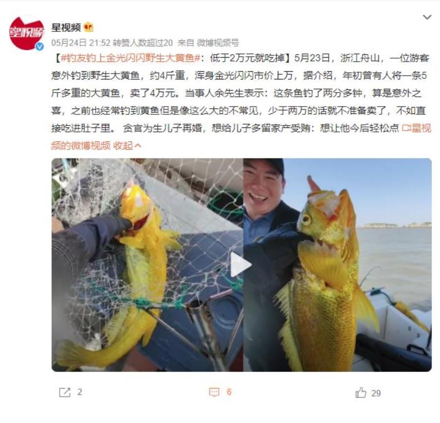 釣友釣獲金光閃閃野生大黃魚，市價(jià)高達(dá)數(shù)萬元！