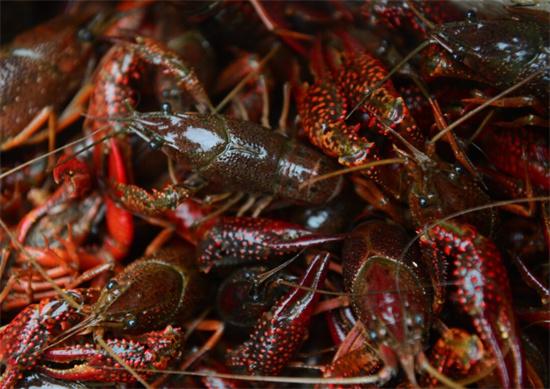 小龍蝦遭日本禁令：泛濫成災引發生態危機