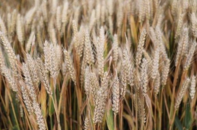 河南南陽收割機無法下高速引發(fā)關(guān)注，農(nóng)機作業(yè)證和大件運輸證亟待完善