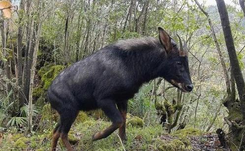 中華鬣羚在云南龍陵小黑山保護區再次亮相