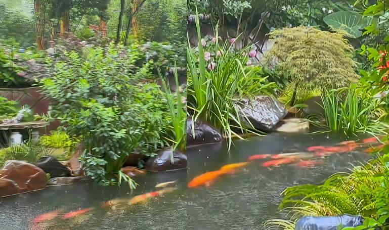 神奇景象！女子偶遇“錦鯉龍形游”，數十條錦鯉有序排列，游進游出水面