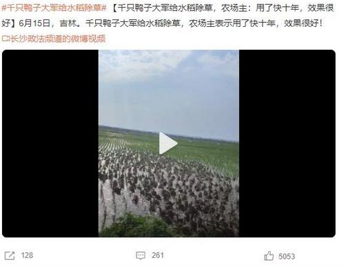 千只鴨子大軍給水稻除草，農場主稱效果顯著