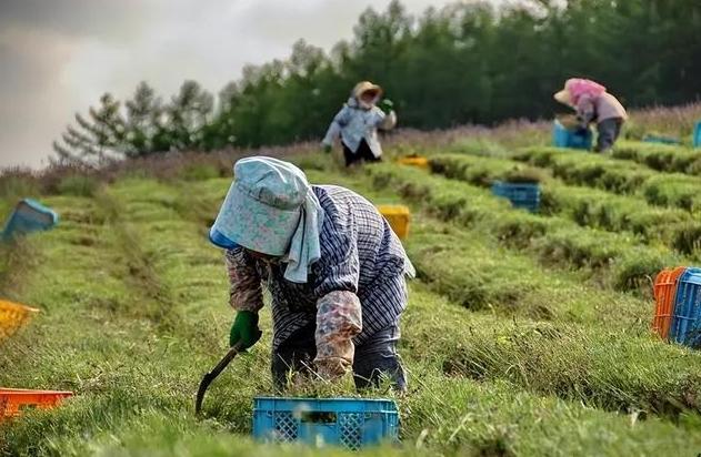 浙江藥農10分鐘狂賺520萬元，元胡成為中藥市場熱門寶藏！