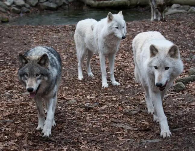 女子善舉：在無人區遇乞食狼，她的行動贏得眾人關注和贊揚