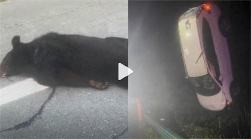 野生黑熊撞擊車輛，夫妻游遭遇意外，考慮追究高速公路責任
