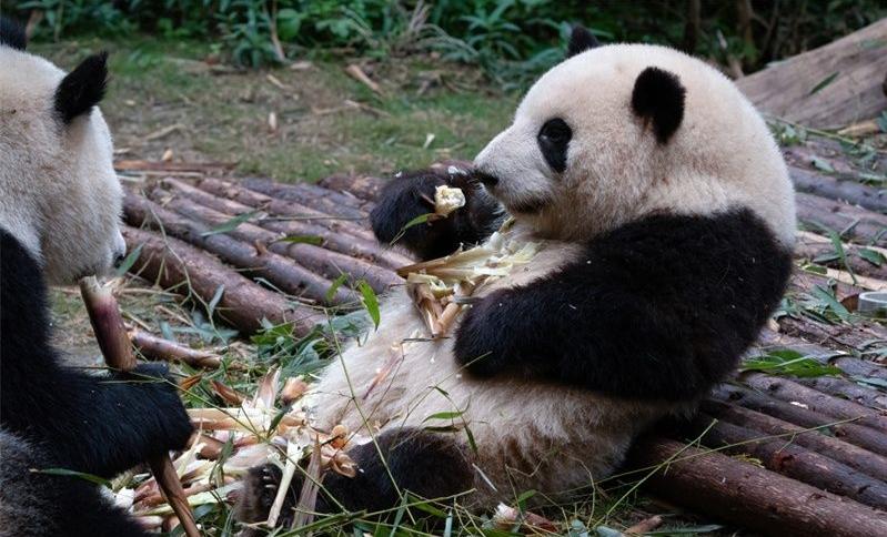 成都大運(yùn)會(huì)亮點(diǎn)：花花洗澡“白”到發(fā)光，引發(fā)無(wú)數(shù)網(wǎng)友調(diào)侃與喜愛(ài)