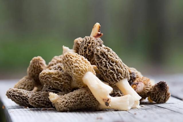 AI重現菌子中毒后的世界，驚嘆網友匪夷所思的創意