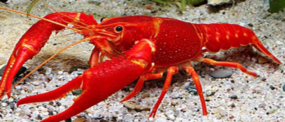 南京發現售賣死小龍蝦事件引發關注，當局調查中