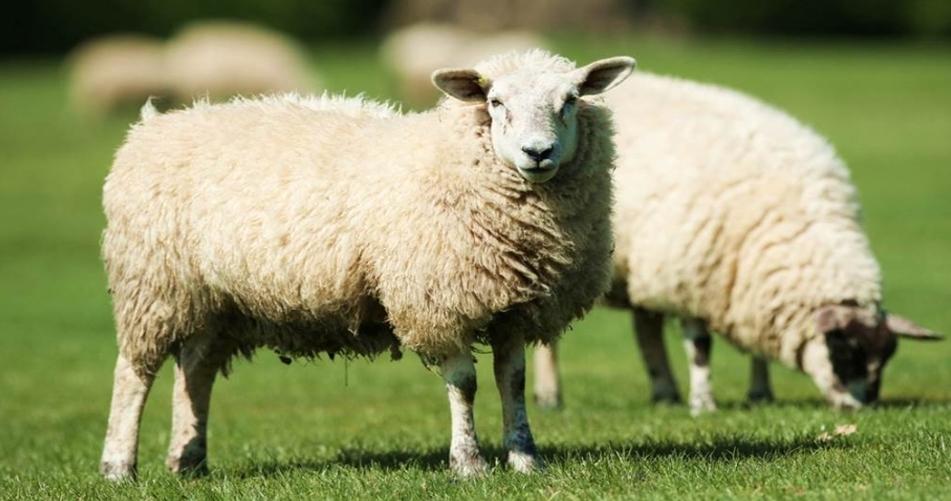 保定涿州臺風引發強降雨，養羊戶周松林堅守抗洪一線