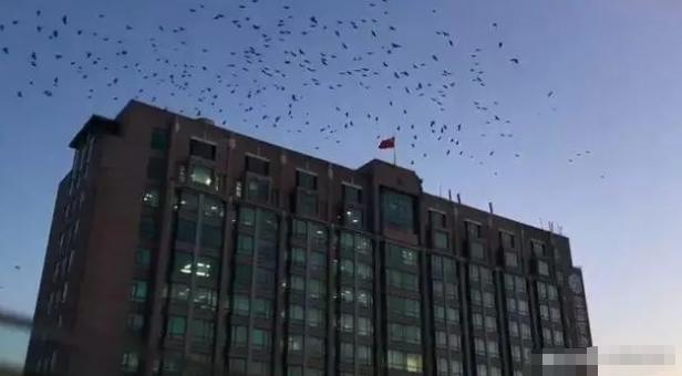 吉林長春醫院上空鳥群盤旋，引發疑問