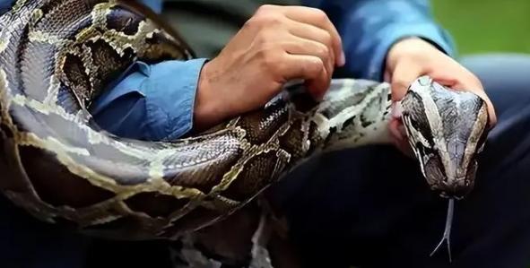 江蘇英雄騎手與巨蟒生死較量：血戰十分鐘終奪勝