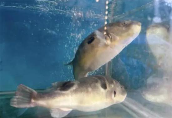 食品安全警報！重慶一餐館涉嫌加工鮮活河鲀，引發(fā)查處