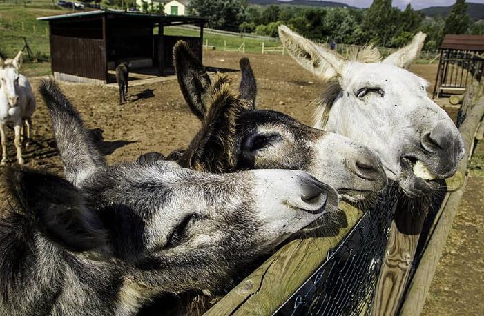 大哥回應直播間賣活驢引發熱議：銷售上千頭，社會關注度飆升