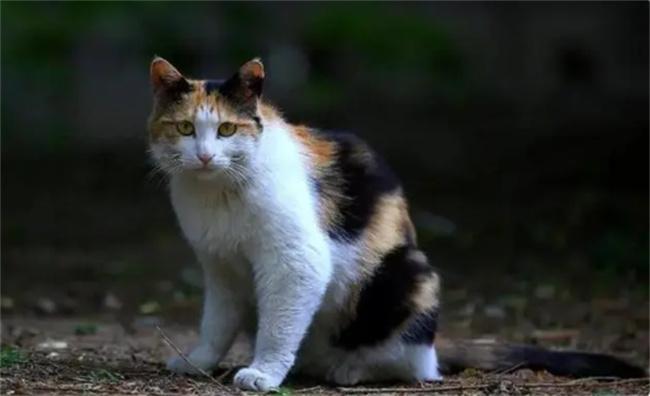 喂養流浪動物需謹慎：法律責任不可忽視