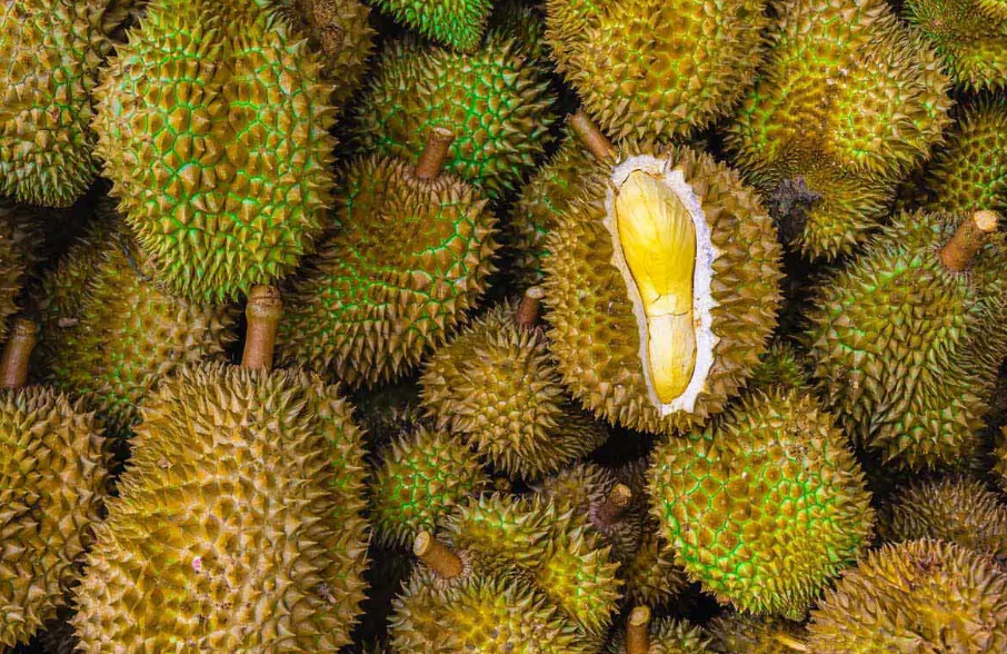 豐收季節(jié)！云南昆明榴蓮大量上市，部分價(jià)格跌破每斤10元