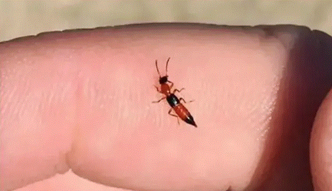 小心！隱翅蟲“襲擊”，應(yīng)對(duì)措施別錯(cuò)過(guò)！