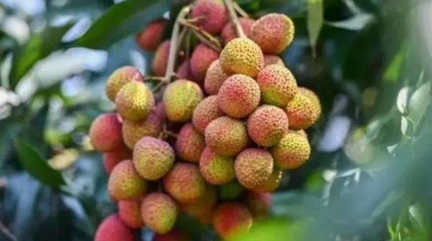 荔枝產量減少，價格上漲：今年荔枝有的吃就不錯了