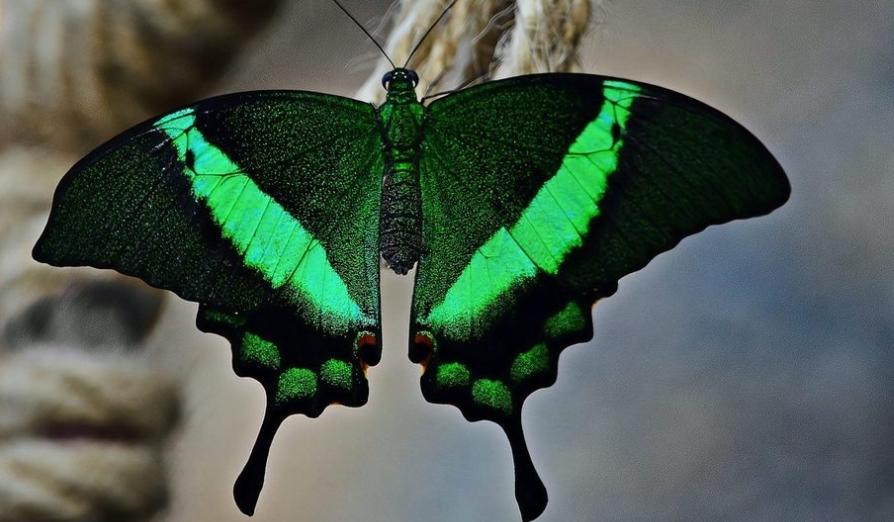 云南綠色蝴蝶大爆發，生態奇觀驚艷世界